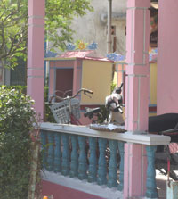 tet va mia cung co hon o Hue